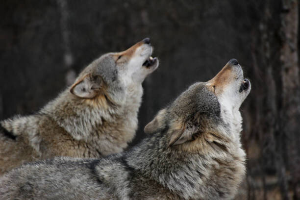 Bjarne Henning Kvaale Umělecká fotografie Howling wolves, Bjarne Henning Kvaale, (40 x 26.7 cm)