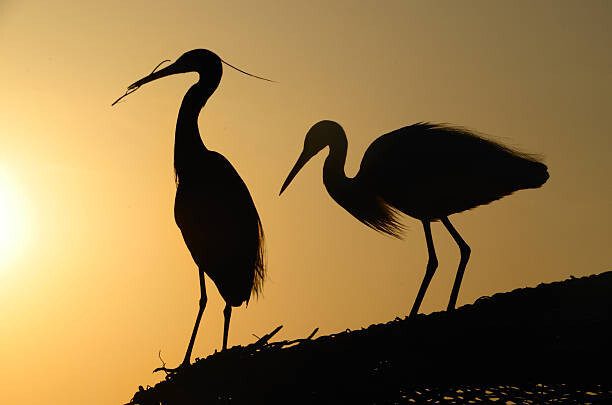 sam_eder Umělecká fotografie two heron gathering in the sunset, sam_eder, (40 x 26.7 cm)