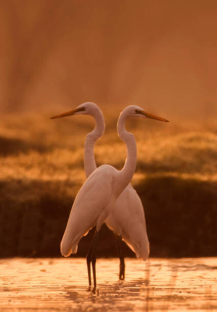 tahir abbas Umělecká fotografie Great egret, tahir abbas, (26.7 x 40 cm)