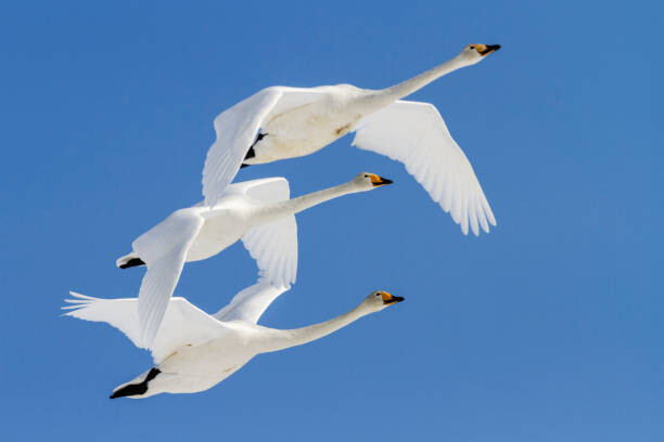 Jeremy Woodhouse Umělecká fotografie Whooper swans flying in blue sky, Jeremy Woodhouse, (40 x 26.7 cm)