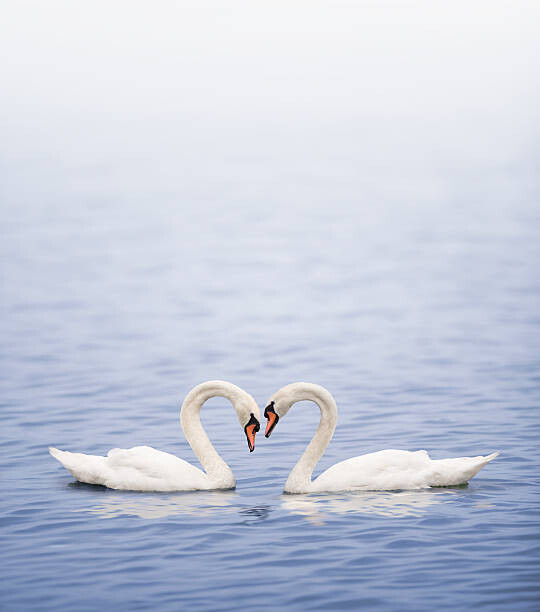 Grafissimo Umělecká fotografie Swans on a lake happily in love, Grafissimo, (35 x 40 cm)