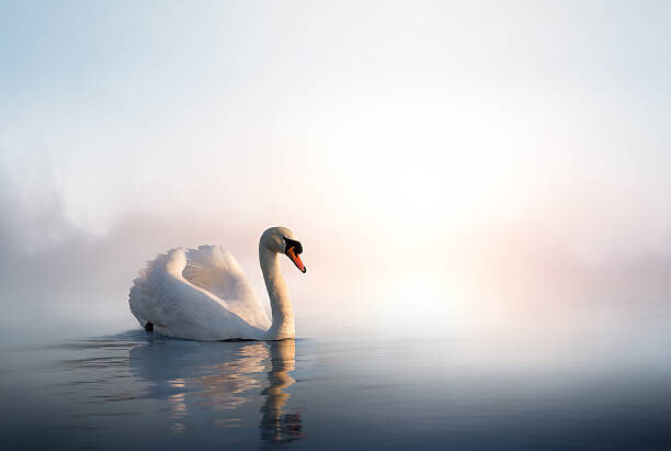 Konstanttin Umělecká fotografie Art Swan on the water at sunrise, Konstanttin, (40 x 26.7 cm)