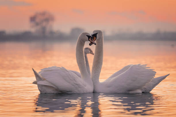SimonSkafar Umělecká fotografie Swans floating on lake during sunset, SimonSkafar, (40 x 26.7 cm)