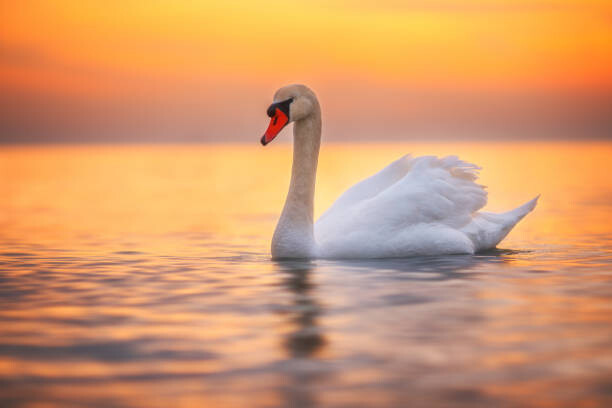 valio84sl Umělecká fotografie White swan in the sea water,sunrise shot, valio84sl, (40 x 26.7 cm)