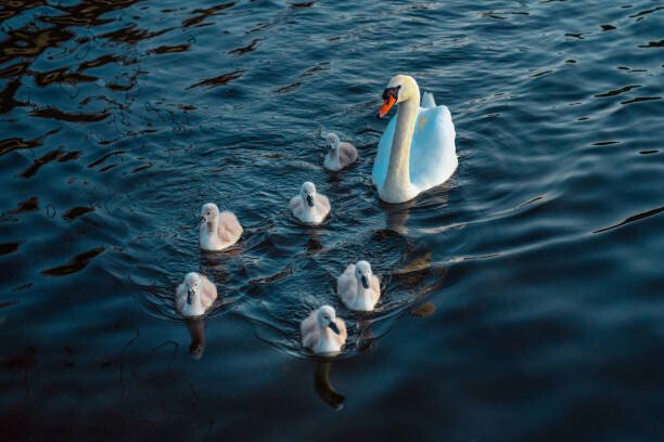 CHUNYIP WONG Umělecká fotografie Urban Mute Swan newly hatched family, CHUNYIP WONG, (40 x 26.7 cm)
