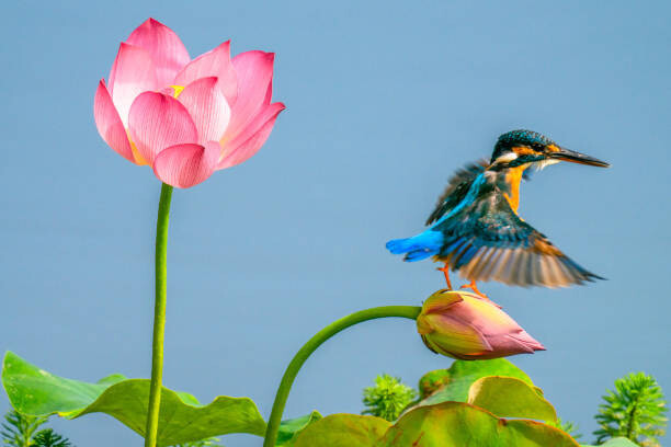 13708458888 / 500px Umělecká fotografie The kingfisher,China, 13708458888 / 500px, (40 x 26.7 cm)