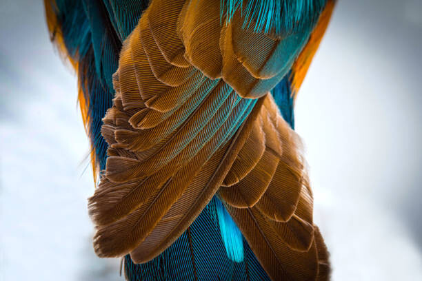 wWeiss Lichtspiele Umělecká fotografie Kingfisher Wing Detail Background Structure Feather, wWeiss Lichtspiele, (40 x 26.7 cm)