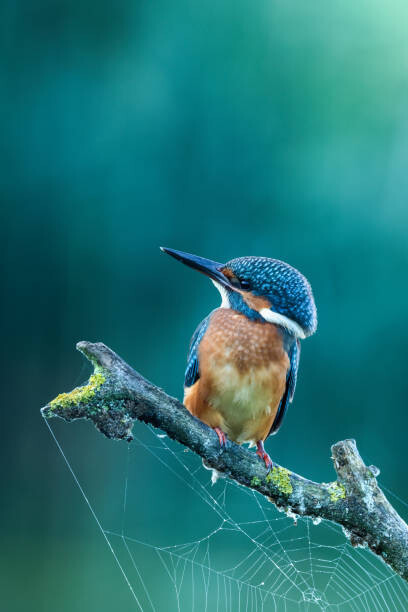 Federico Ranalli Umělecká fotografie Close-up kingfisher, Federico Ranalli, (26.7 x 40 cm)