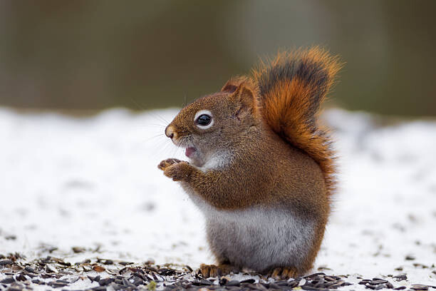Adria  Photography Umělecká fotografie Red Squirrel on snow, Adria  Photography, (40 x 26.7 cm)