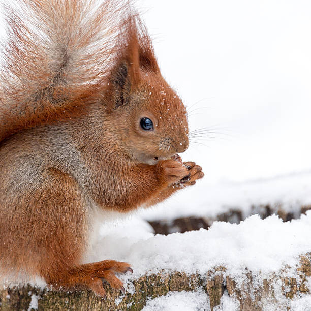 Magryt Umělecká fotografie Cute fluffy squirrel eating nuts on, Magryt, (40 x 40 cm)