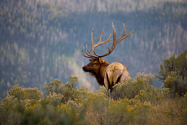 BirdofPrey Umělecká fotografie Huge Bull Elk in a Scenic Backdrop, BirdofPrey, (40 x 26.7 cm)