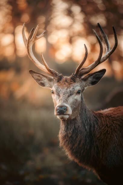 serts Umělecká fotografie Red Deer Stag Portrait, serts, (26.7 x 40 cm)