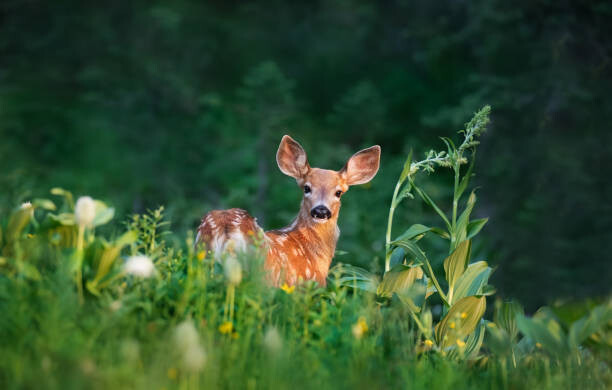 Adria  Photography Umělecká fotografie Bambi Deer Fawn, Adria  Photography, (40 x 24.6 cm)