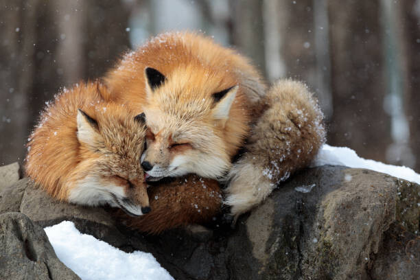 Sebastian Nicolas / 500px Umělecká fotografie Close-up of red fox on snow, Sebastian Nicolas / 500px, (40 x 26.7 cm)