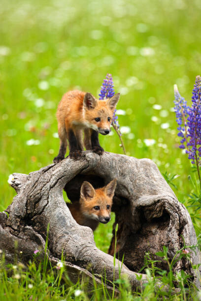 jimkruger Umělecká fotografie Cute red fox pups play in field of flowers, jimkruger, (26.7 x 40 cm)