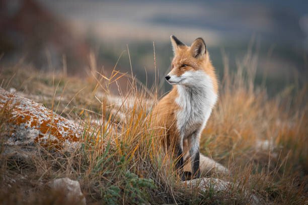 Roman Bevzenko / 500px Umělecká fotografie Fox of Baikal,Russia,Full length of red, Roman Bevzenko / 500px, (40 x 26.7 cm)