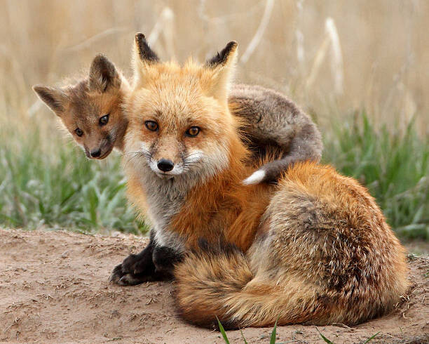 Pat Gaines Umělecká fotografie Red fox, Pat Gaines, (40 x 30 cm)
