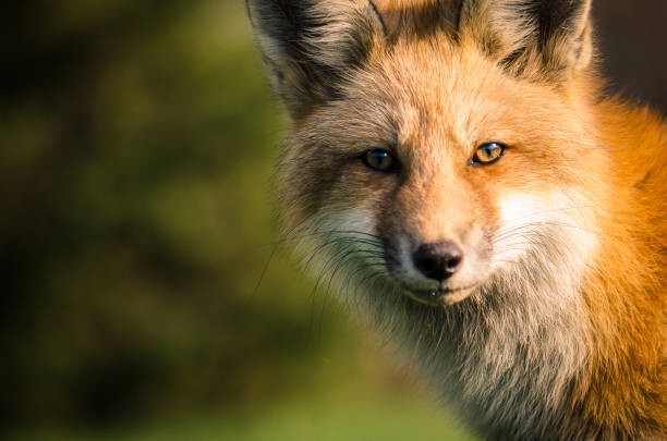 Will Faucher Umělecká fotografie A fox., Will Faucher, (40 x 26.7 cm)