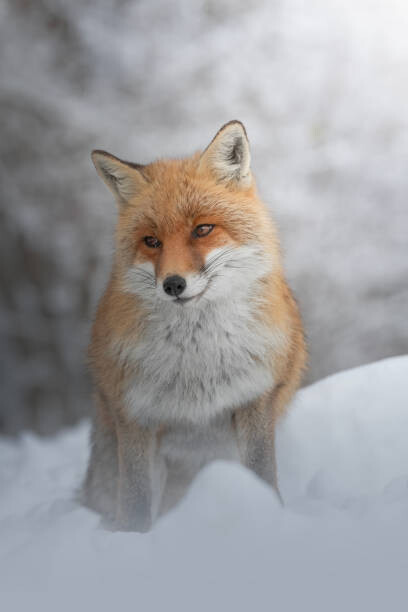 marco vancini / 500px Umělecká fotografie Portrait of red fox standing on snow covered land, marco vancini / 500px, (26.7 x 40 cm)