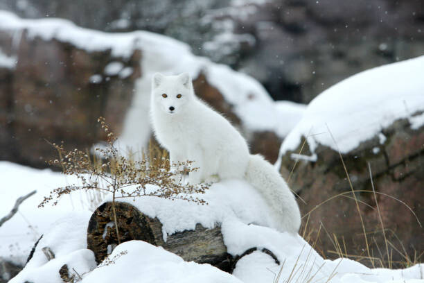 Jason Paige Umělecká fotografie Arctic fox in snow, Jason Paige, (40 x 26.7 cm)