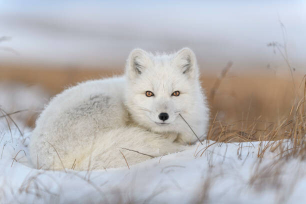 Alexey_Seafarer Umělecká fotografie Wild arctic fox  in tundra, Alexey_Seafarer, (40 x 26.7 cm)