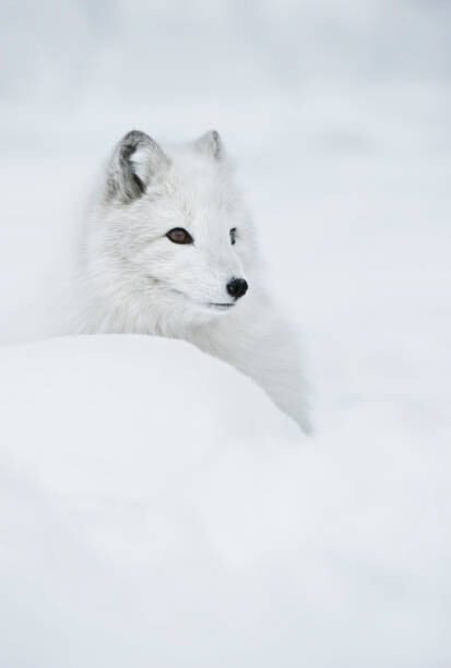 Andy Astbury Umělecká fotografie An arctic fox in the snow., Andy Astbury, (26.7 x 40 cm)