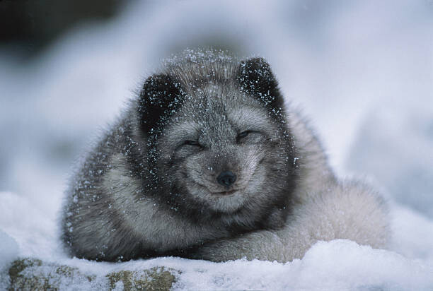 Herbert Kehrer Umělecká fotografie Polar fox cub, winter, Herbert Kehrer, (40 x 26.7 cm)