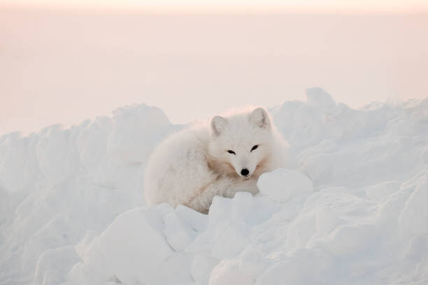 Oksana Stasenko Umělecká fotografie Arctic white fox close-up. Arctic fox, Oksana Stasenko, (40 x 26.7 cm)