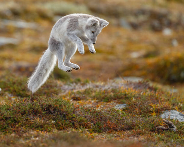 Menno Schaefer / 500px Umělecká fotografie Close-up of jumping arctic fox, Menno Schaefer / 500px, (40 x 30 cm)