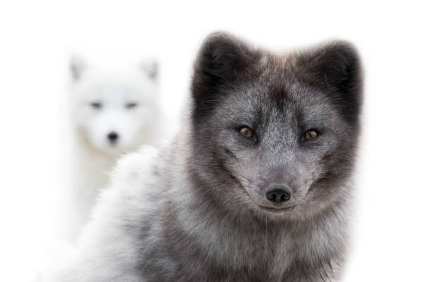 Jean Landry Umělecká fotografie Close up of two arctic foxes, Jean Landry, (40 x 26.7 cm)