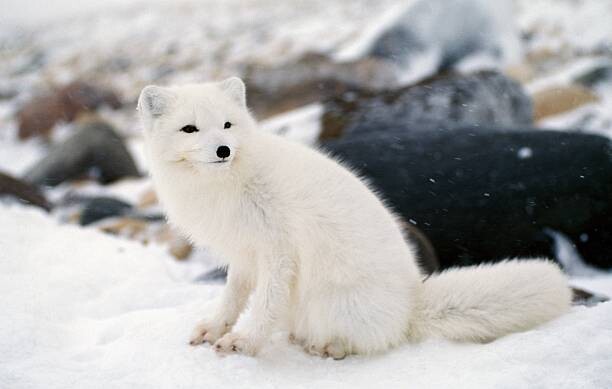 Jeff Foott Umělecká fotografie Arctic fox in winter coat, Hudson Bay, Canada, Jeff Foott, (40 x 24.6 cm)