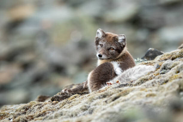 Mats Brynolf Umělecká fotografie Arctic fox in natural environment in Svalbard, Mats Brynolf, (40 x 26.7 cm)