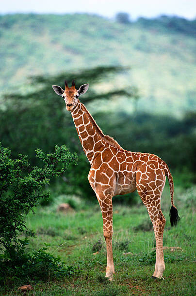Art Wolfe Umělecká fotografie Reticulated Giraffe, Serengeti Nat. Park, Tanzania, Art Wolfe, (26.7 x 40 cm)