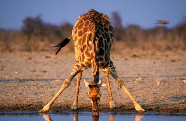 Martin Harvey Umělecká fotografie Southern Giraffe Drinking at Water Hole, Martin Harvey, (40 x 26.7 cm)