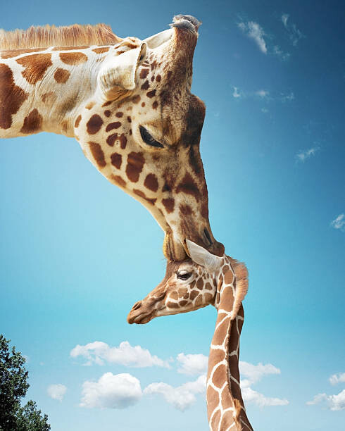 Gandee Vasan Umělecká fotografie Mother giraffe nuzzling calf's head, Gandee Vasan, (30 x 40 cm)