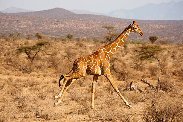 Mary Ann McDonald Umělecká fotografie Reticulated Giraffe, Giraffa camelopardalis reticulata, Samburu, Mary Ann McDonald, (40 x 26.7 cm)