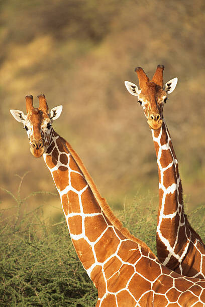 James Warwick Umělecká fotografie Reticulated giraffes, James Warwick, (26.7 x 40 cm)