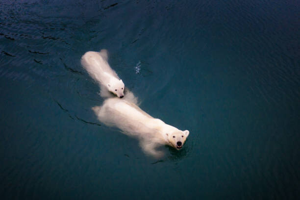 Posnov Umělecká fotografie Mom and cub Polar bears swimming at Spitsbergen, Posnov, (40 x 26.7 cm)