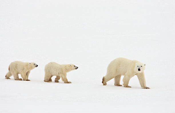 John Conrad Umělecká fotografie Polar bear walking with two cubs, John Conrad, (40 x 26.7 cm)