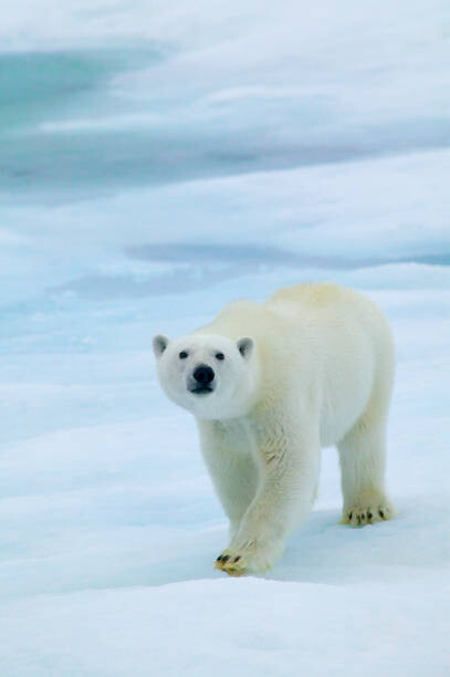 Hans Strand Umělecká fotografie Polar Bear on Sea Ice, Sniffing the Air, Hans Strand, (26.7 x 40 cm)