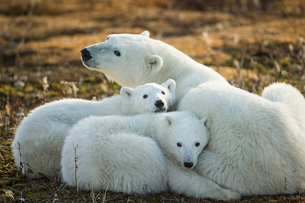 Paul Souders Umělecká fotografie Polar Bear and Cubs by Hudson, Paul Souders, (40 x 26.7 cm)