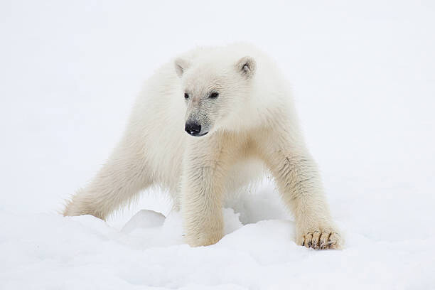 Galaxiid Umělecká fotografie Polar Bear Cub on Snow, Galaxiid, (40 x 26.7 cm)