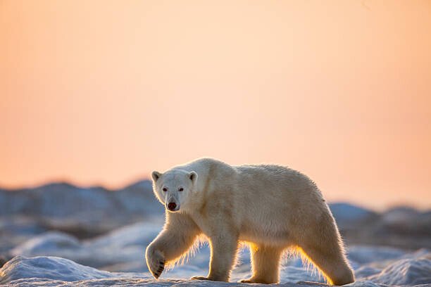 Paul Souders Umělecká fotografie Polar Bear on Sea Ice, Hudson Bay, Nunavut, Canada, Paul Souders, (40 x 26.7 cm)