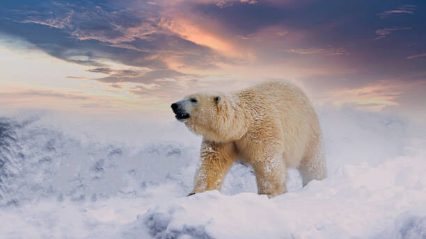chuchart duangdaw Umělecká fotografie Polar Bear  enjoy playing in, chuchart duangdaw, (40 x 22.5 cm)