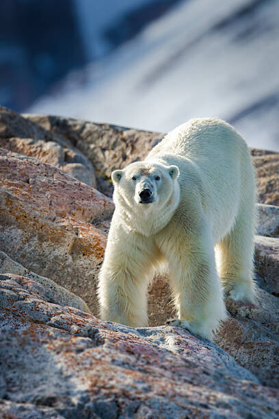 Peter Orr Photography Umělecká fotografie Male Polar Bear, Peter Orr Photography, (26.7 x 40 cm)