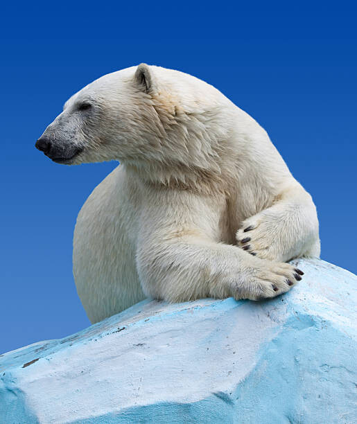 JackF Umělecká fotografie Polar bear on a rock against blue sky, JackF, (35 x 40 cm)