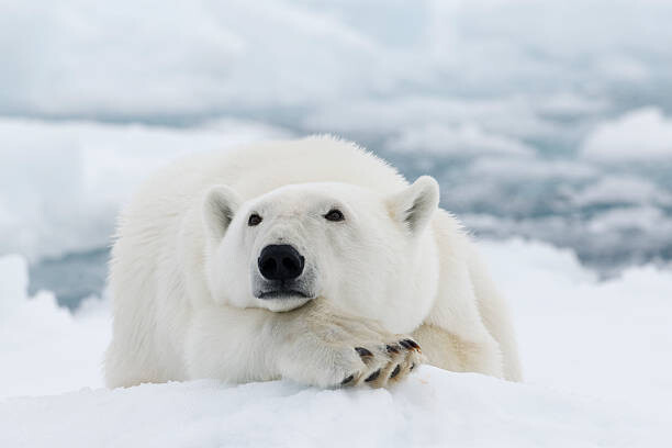 dagsjo Umělecká fotografie Polar bear, dagsjo, (40 x 26.7 cm)