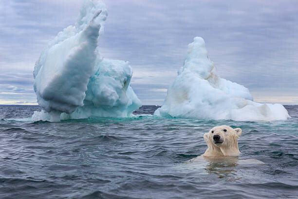 Paul Souders Umělecká fotografie Polar Bear Swimming near Sea Ice, Paul Souders, (40 x 26.7 cm)