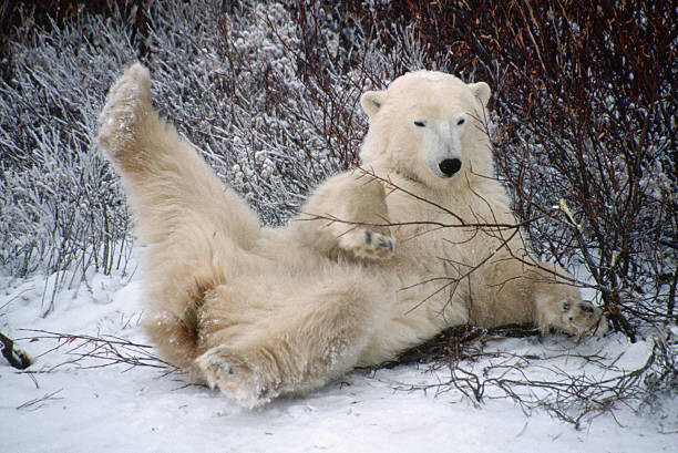 George D. Lepp Umělecká fotografie Polar Bear Lying in Snow, George D. Lepp, (40 x 26.7 cm)