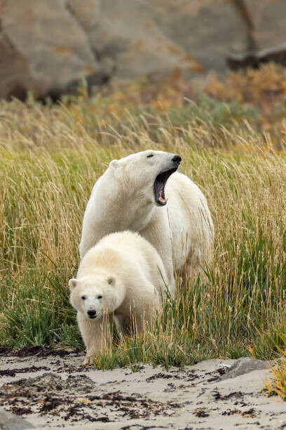Stan Tekiela Author / Naturalist / Wildlife Photographer Umělecká fotografie Polar Bear mother and cub, sow and cub, Stan Tekiela Author / Naturalist / Wildlife Photographer, (26.7 x 40 cm)